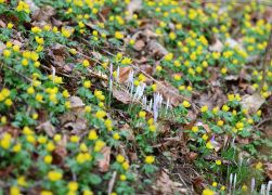 Winterlinge  Gelbe Pracht In Jena 2024 34